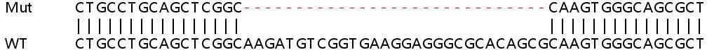 Sanger Sequencing - Human INF2 knockout HeLa cell line (AB265926)