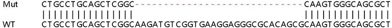 Sanger Sequencing - Human INF2 knockout HeLa cell lysate (AB258923)