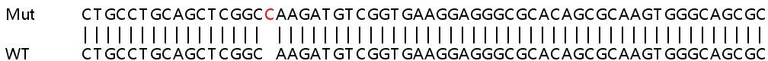 Sanger Sequencing - Human INF2 knockout HeLa cell lysate (AB258923)