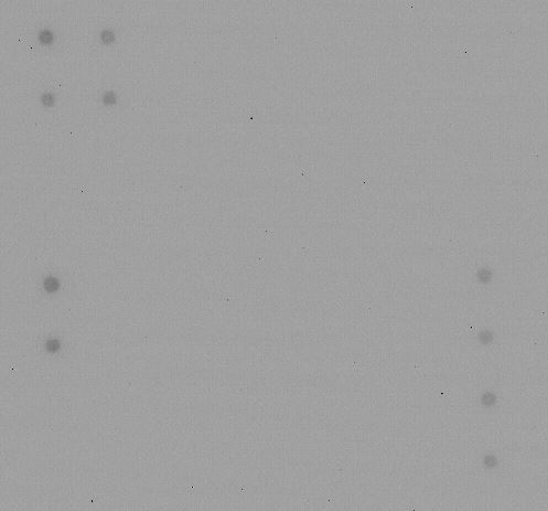 Multiplex Protein Detection - Human Inflammation Antibody Array - Membrane (20 targets) (AB169804), expandable thumbnail