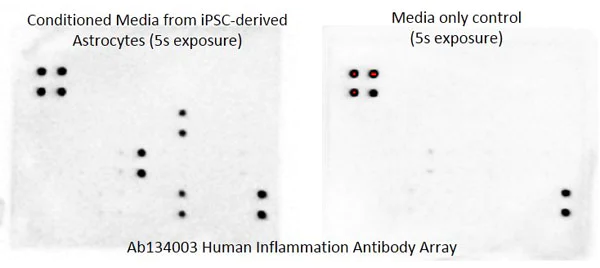Multiplex Protein Detection - Human Inflammation Antibody Array - Membrane (40 Targets) (AB134003)