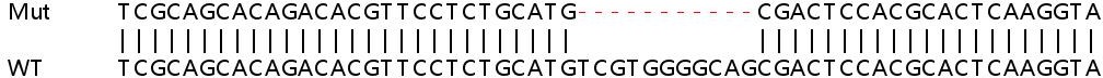 Sanger Sequencing - Human ING2 knockout HEK-293T cell line (AB267317), expandable thumbnail