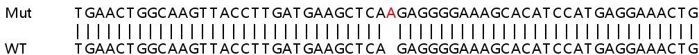 Human INPP5K (SKIP) knockout HeLa cell lysate