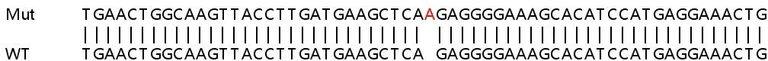Sanger Sequencing - Human INPP5K (SKIP) knockout HeLa cell lysate (AB258470)