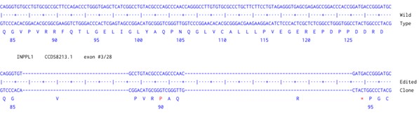 Human INPPL1 knockout A549 cell line (ab301003) | Abcam