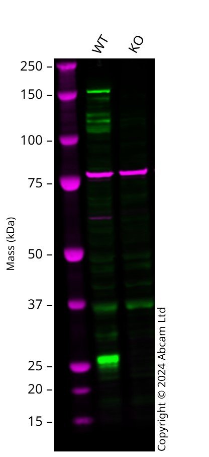 Western blot - Human INPPL1 knockout A549 cell line (AB301003)