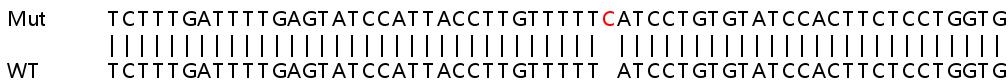 Sanger Sequencing - Human INVS (Inversin) knockout HEK-293T cell line (AB266312)