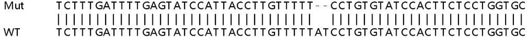 Sanger Sequencing - Human INVS (Inversin) knockout HEK-293T cell lysate (AB258471)