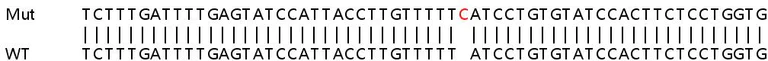 Sanger Sequencing - Human INVS (Inversin) knockout HEK-293T cell lysate (AB258471)
