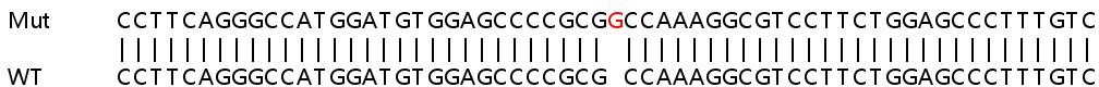 Sanger Sequencing - Human IP6K2 knockout HeLa cell lysate (AB258924), expandable thumbnail