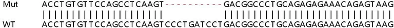 Sanger Sequencing - Human IPO4 (Importin4/Imp4) knockout HEK-293T cell lysate (AB258005)