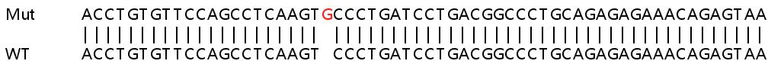 Sanger Sequencing - Human IPO4 (Importin4/Imp4) knockout HEK-293T cell lysate (AB258005)