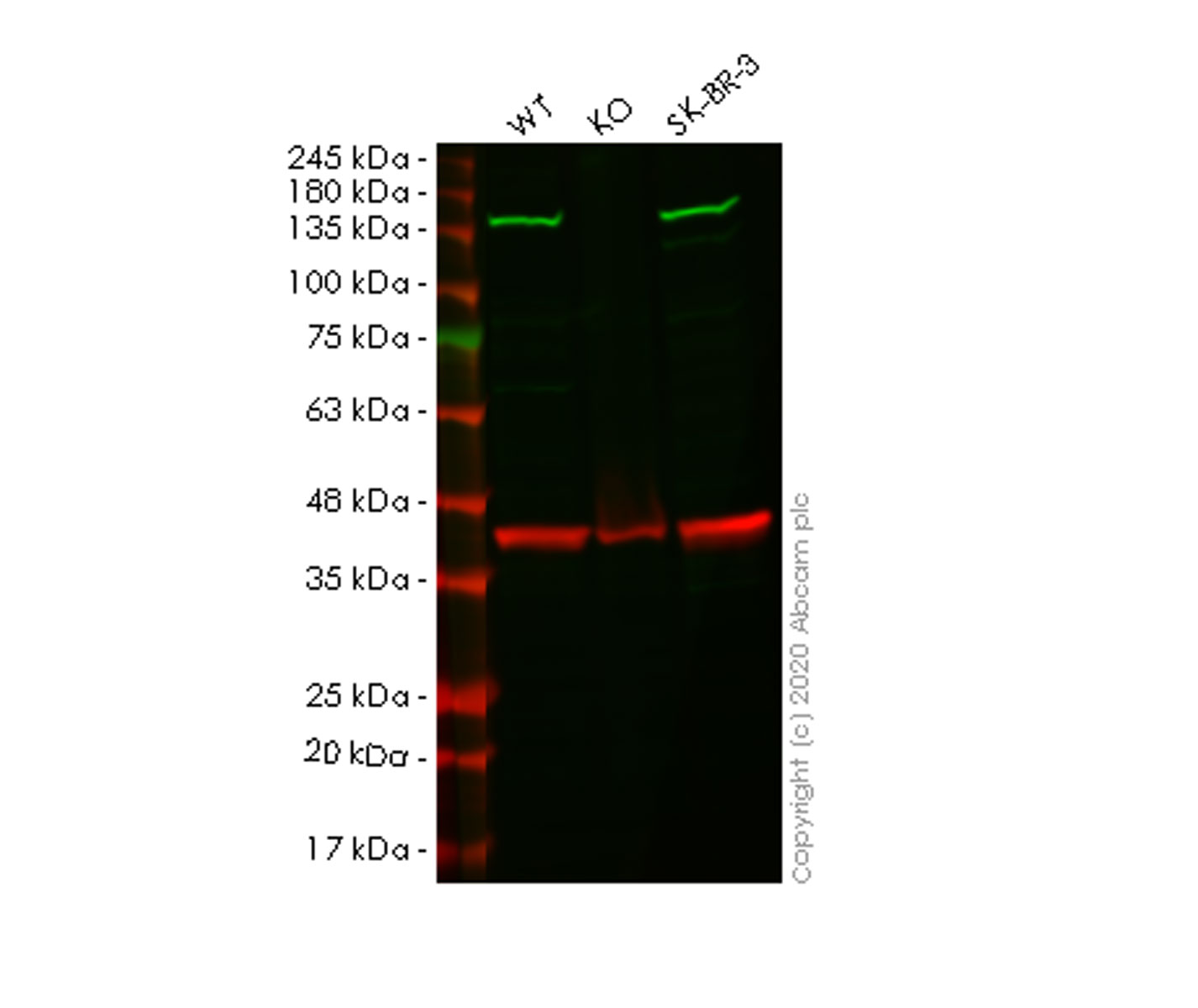 Western blot - Human IPO9 (Importin 9/RANBP9) knockout HeLa cell lysate (AB257483)