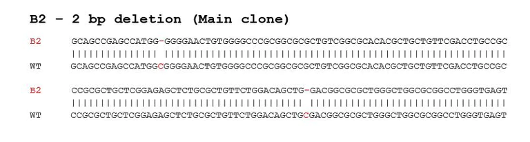 Sanger Sequencing - Human IRAK3 knockout THP-1 cell line (AB281629)