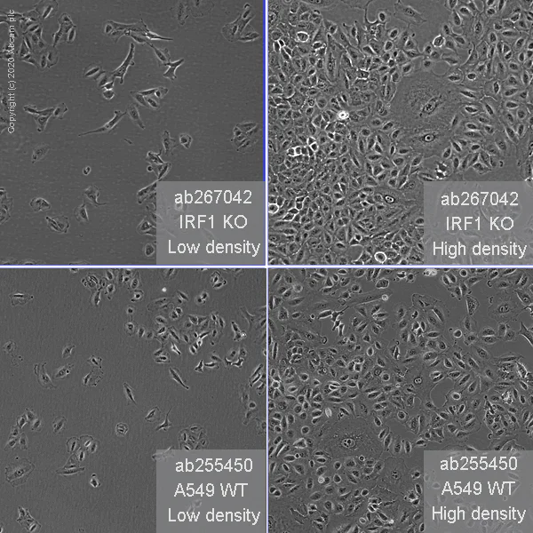 Cell Culture - Human IRF1 knockout A549 cell line (AB267042)
