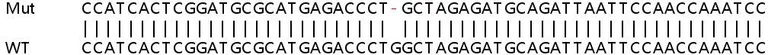 Sanger Sequencing - Human IRF1 knockout HeLa cell line (AB264919)
