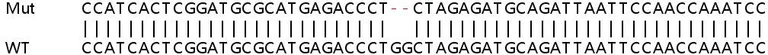 Sanger Sequencing - Human IRF1 knockout HeLa cell line (AB264919)