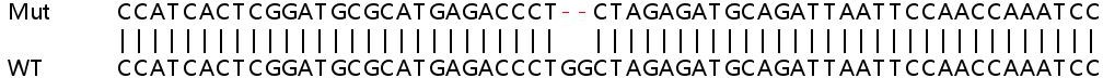 Human IRF1 knockout HeLa cell lysate