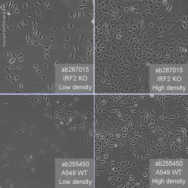 Human IRF2 knockout A549 cell line