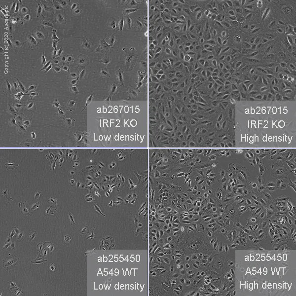 Cell Culture - Human IRF2 knockout A549 cell line (AB267015)