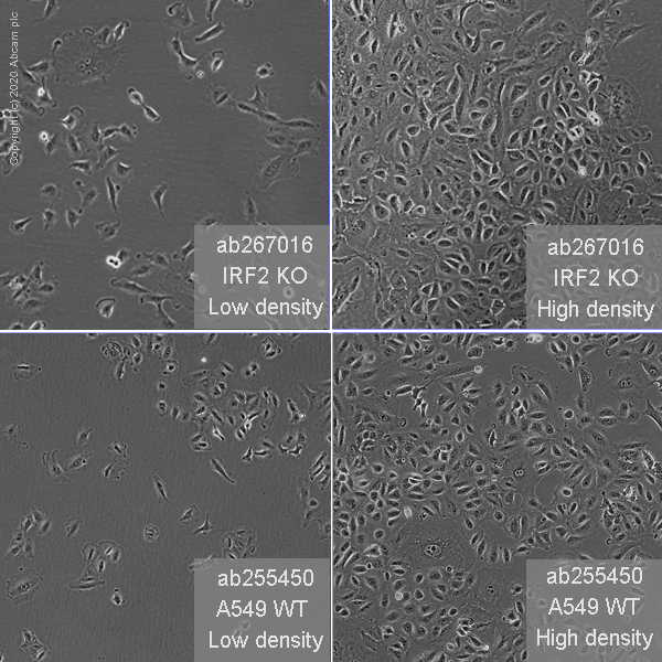 Human IRF2 knockout A549 cell line
