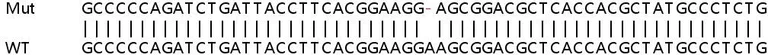 Sanger Sequencing - Human IRF3 knockout A549 cell line (AB267097)
