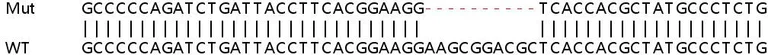 Sanger Sequencing - Human IRF3 knockout A549 cell line (AB267097)