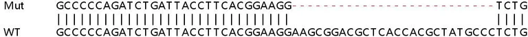 Sanger Sequencing - Human IRF3 knockout A549 cell line (AB267097)