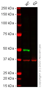 Western blot - Human IRF3 knockout A549 cell line (AB267097)