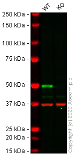 Western blot - Human IRF3 knockout A549 cell line (AB267097)