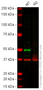 Western blot - Human IRF3 knockout A549 cell line (AB267098)
