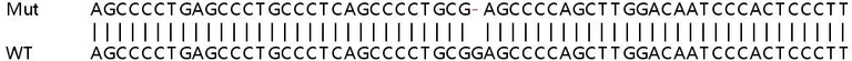 Sanger Sequencing - Human IRF3 knockout HeLa cell line (AB255345)