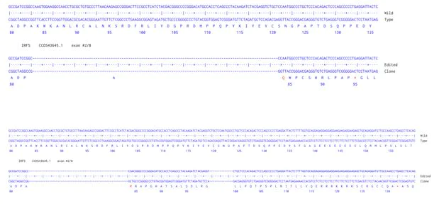 Next Generation Sequencing - Human IRF5 knockout A549 cell line (AB301006)