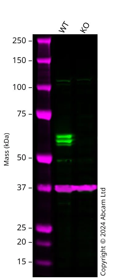 Western blot - Human IRF5 knockout A549 cell line (AB301006)