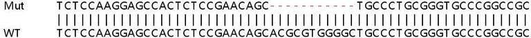 Sanger Sequencing - Human IRF7 knockout A549 cell line (AB267210)