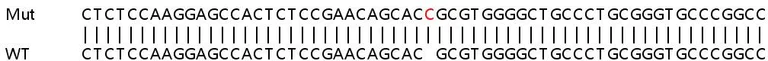 Sanger Sequencing - Human IRF7 knockout A549 cell line (AB267210)