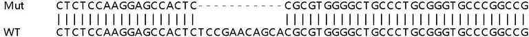 Sanger Sequencing - Human IRF7 knockout A549 cell line (AB267211)
