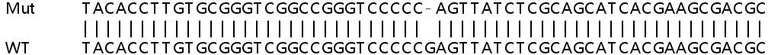 Sanger Sequencing - Human IRF7 knockout HeLa cell line (AB265554)