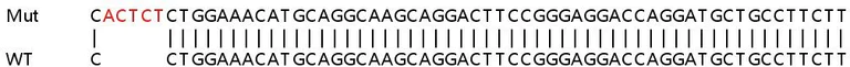 Sanger Sequencing - Human IRF9 (Interferon regulatory factor 9) knockout A549 cell lysate (AB258473)