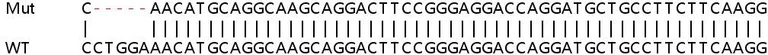 Sanger Sequencing - Human IRF9 (Interferon regulatory factor 9) knockout A549 cell lysate (AB258473)