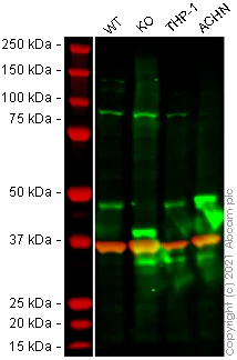 Western blot - Human IRF9 (Interferon regulatory factor 9) knockout HeLa cell line (AB266051)
