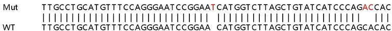 Sanger Sequencing - Human IRF9 (Interferon regulatory factor 9) knockout HeLa cell lysate (AB258472)