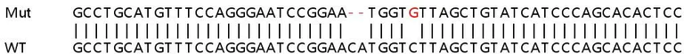 Sanger Sequencing - Human IRF9 (Interferon regulatory factor 9) knockout HeLa cell lysate (AB258472)