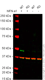 Western blot - Human IRF9 (Interferon regulatory factor 9) knockout HeLa cell lysate (AB258472)
