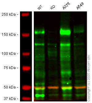 Western blot - Human IRS2 knockout HEK-293 cell line (AB264013), expandable thumbnail