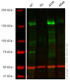Western blot - Human IRS2 knockout HEK-293 cell lysate (AB264506)