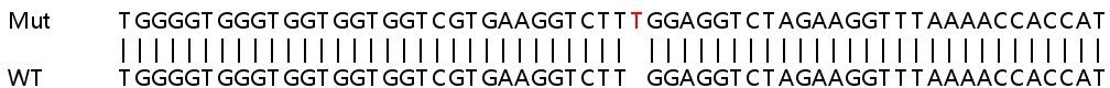 Sanger Sequencing - Human ITCH (AIP4) knockout HeLa cell line (AB265338), expandable thumbnail