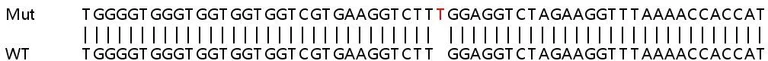 Sanger Sequencing - Human ITCH (AIP4) knockout HeLa cell line (AB265338)