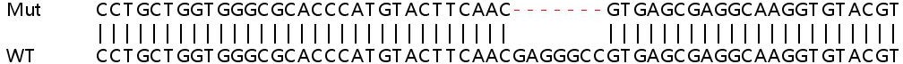 Sanger Sequencing - Human ITGA11 knockout HeLa cell line (AB265494), expandable thumbnail