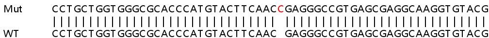 Sanger Sequencing - Human ITGA11 knockout HeLa cell line (AB265494), expandable thumbnail